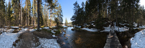 Arbersee Forest Panorama (VR)